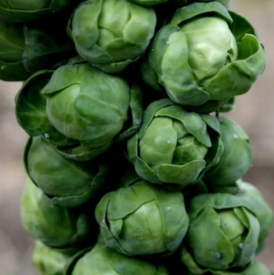 500 Brussels Sprouts Seeds (Long Island Improved) Non-Gmo Vegetable Seeds