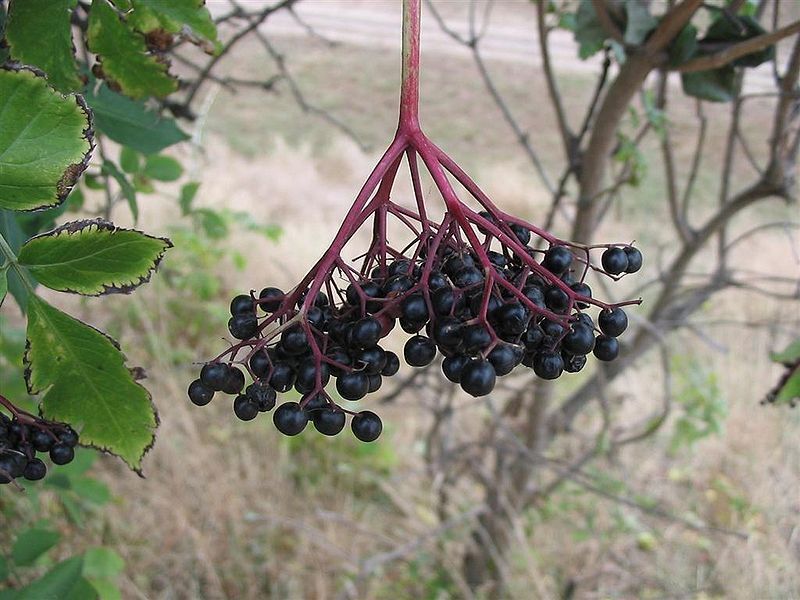 100 Elderberry Black Elderberry Tree Berry Fruit Seeds | www.seedsplantworld.com