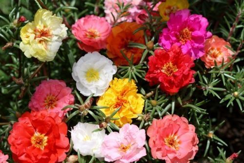 1000 Moss Rose Portulaca Double Mix Flower Seeds | www.seedsplantworld.com