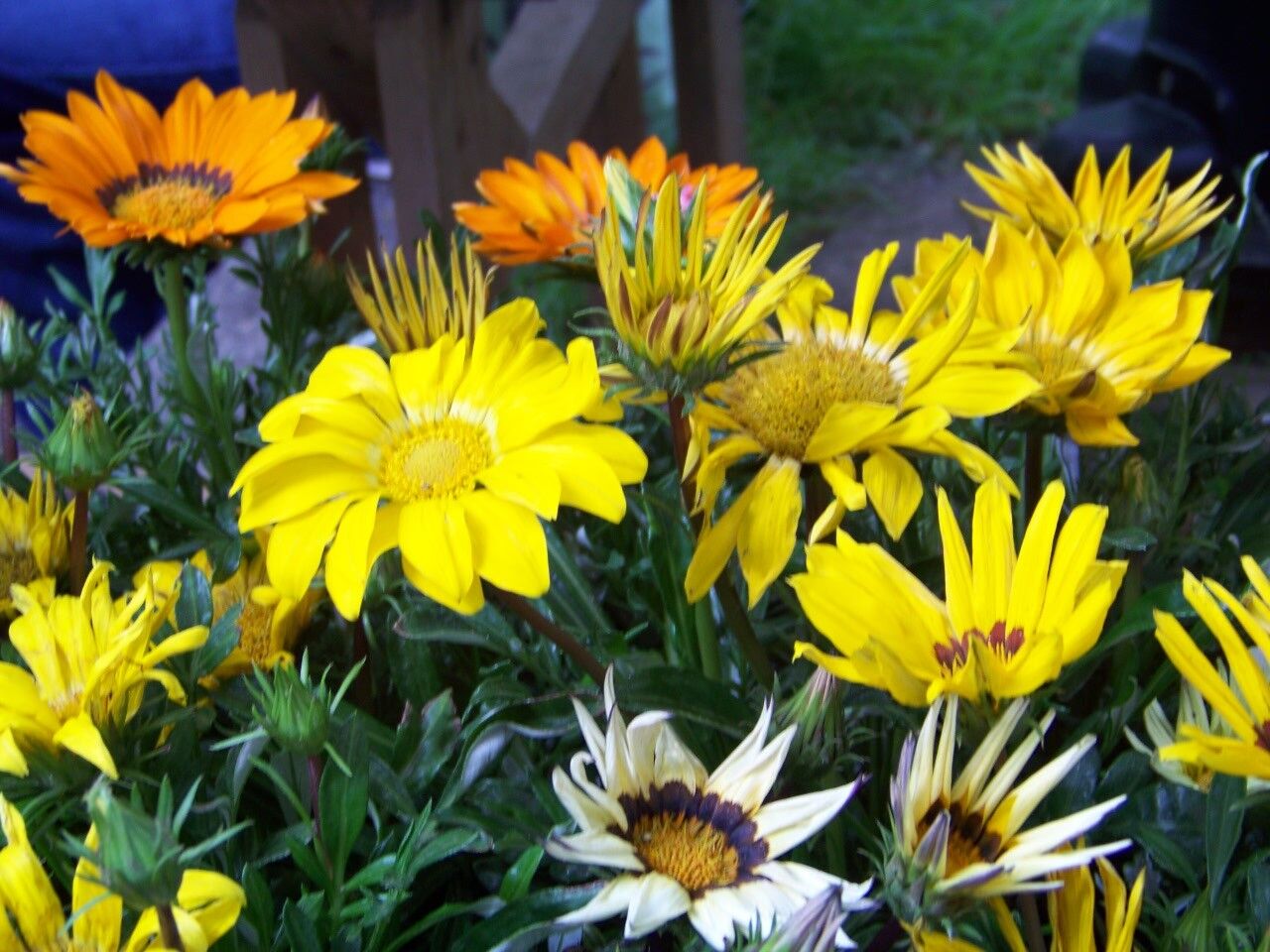 40 Gazania Sunshine Mix Perennial Flower Seeds | www.seedsplantworld.com