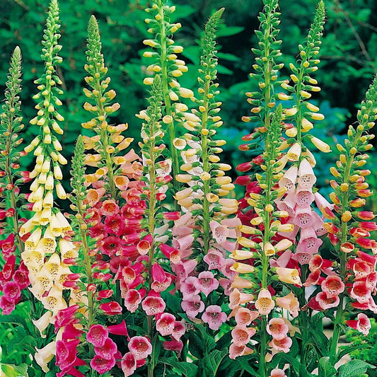 750 Excelsior Mix Foxglove Seeds Non-GMO Flower Seeds | www.seedsplantworld.com