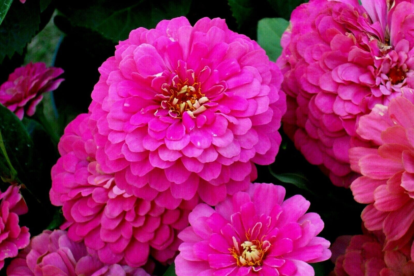 301 Rose Zinnia Flower Seeds