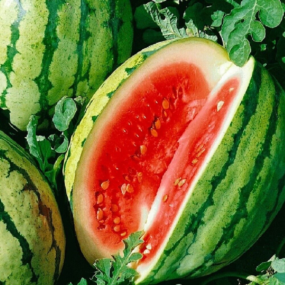 100 Dixie Queen Watermelon NON-GMO Heirloom Fruit Seeds | www.seedsplantworld.com