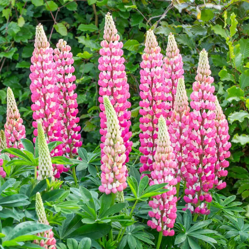 20 Chatelaine Lupine Seeds Non-GMO Flower Seeds | www.seedsplantworld.com