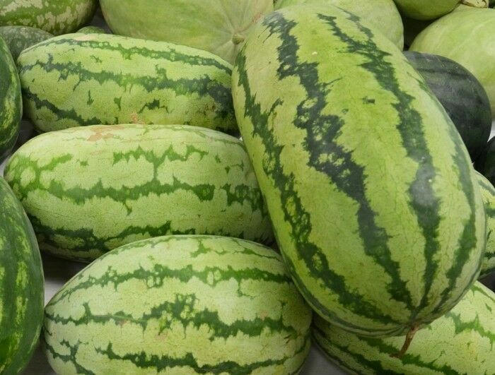 15 Ct Watermelon Jubilee 25-40 lbs NON-GMO Fruit Seeds | www.seedsplantworld.com