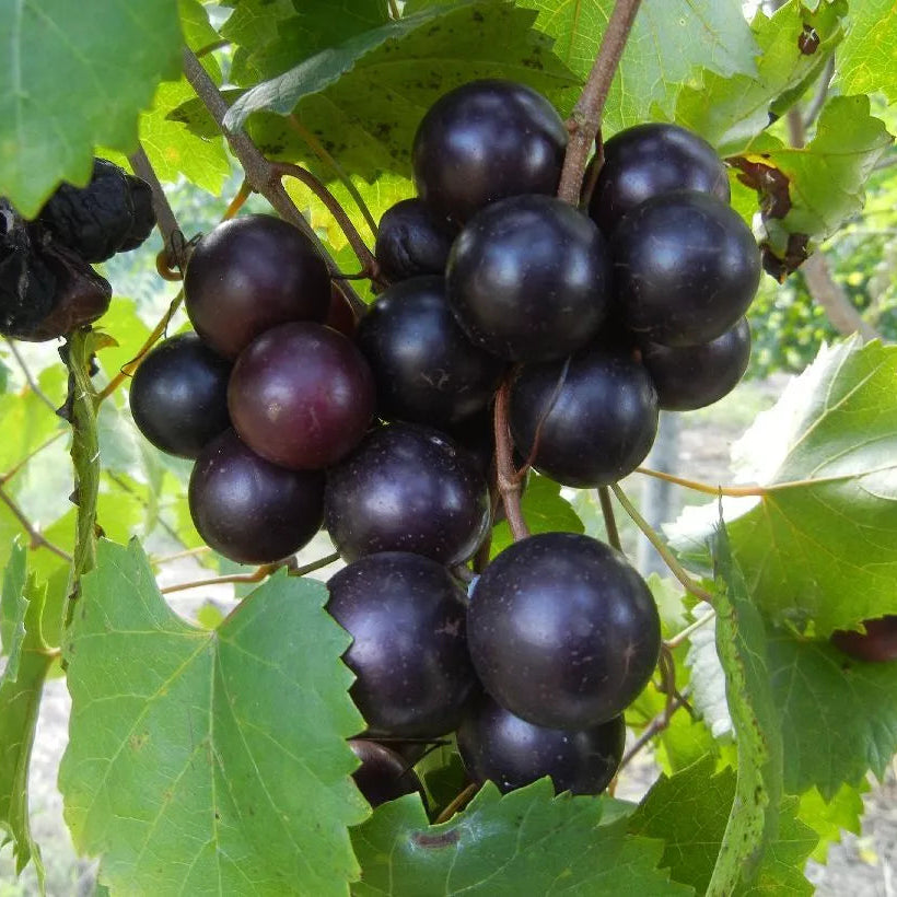 1 Hunt Muscadine Grape Vine Bare Root Live Plant (2 Year Old) Bare Root Plants