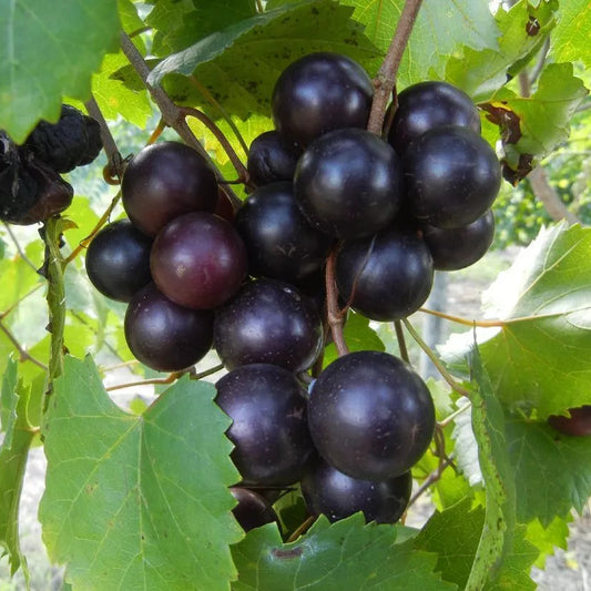 1 Hunt Muscadine Grape Vine Bare Root Live Plant (2 Year Old) Bare Root Plants