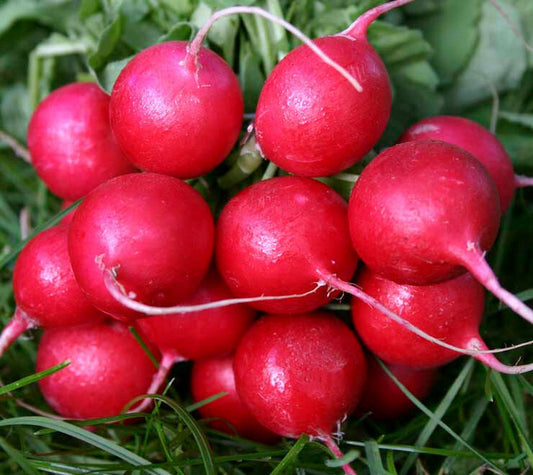 23 Radish Cherry Belle White Inside Early Variety Vegetable Seeds | www.seedsplantworld.com