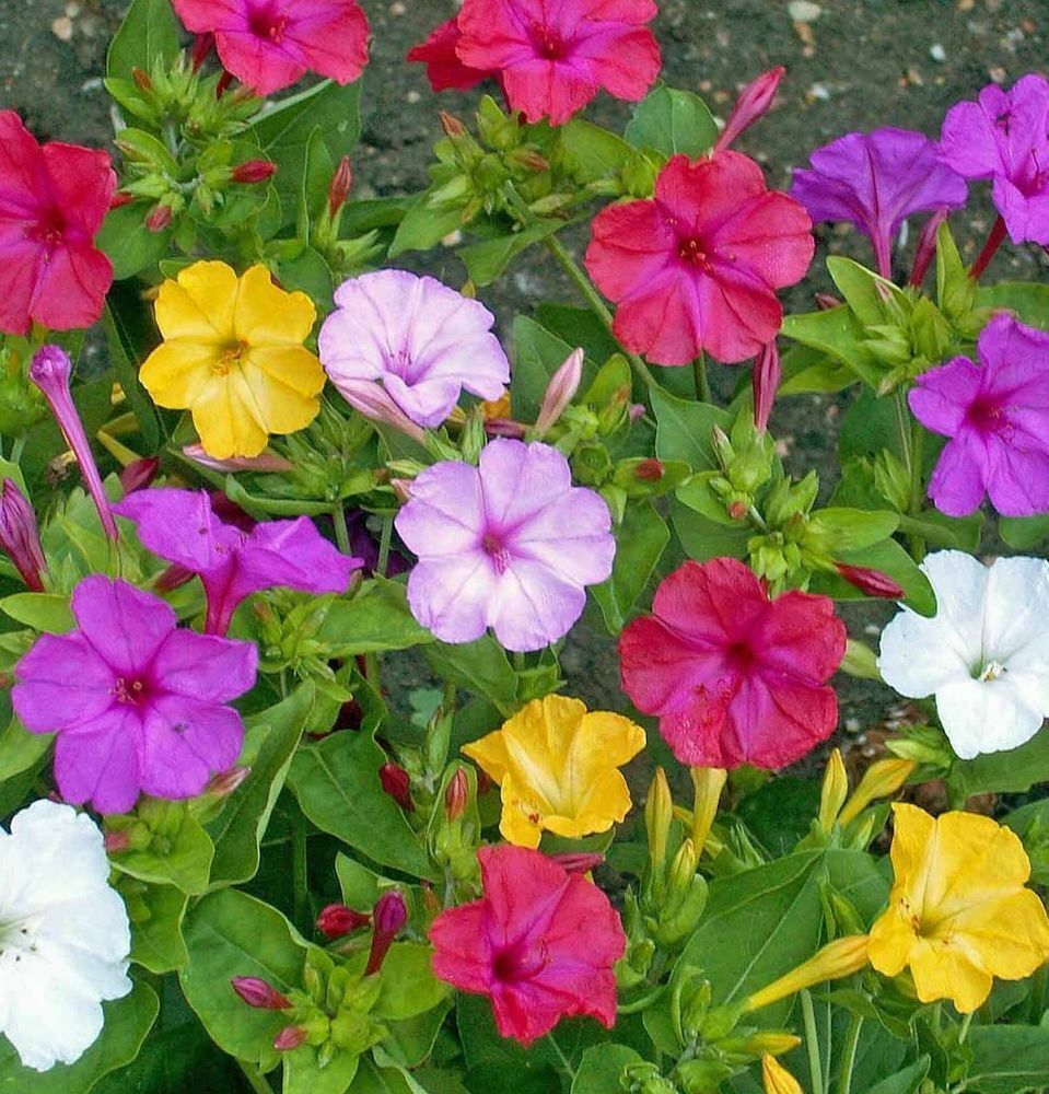 50 Ct Four O' Clock Marvel Of Peru Formula Mix Flower Seeds | www.seedsplantworld.com