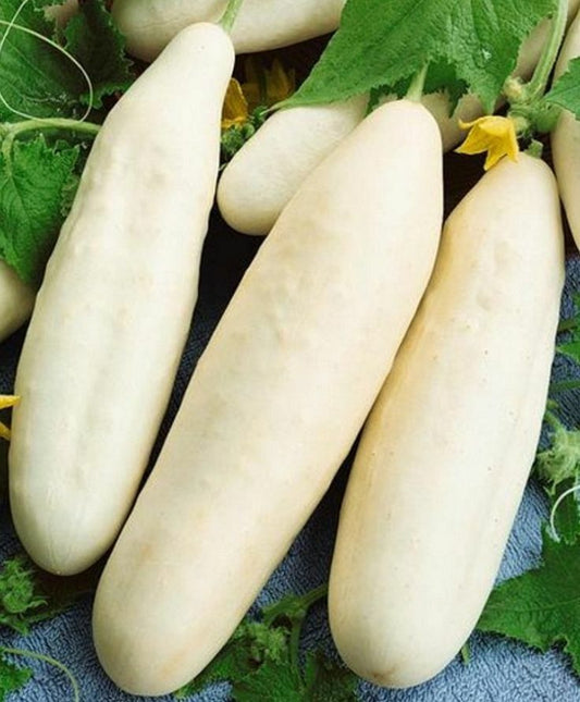 50+ White Wonder Cucumber Garden Heirloom NON-GMO Vegetable Seeds | www.seedsplantworld.com