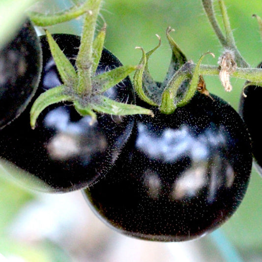 75 European Black Cherry Tomatoes Sweet Tasty Heirloom Non-Gmo Rare Juicy Vegetable Seeds | www.seedsplantworld.com