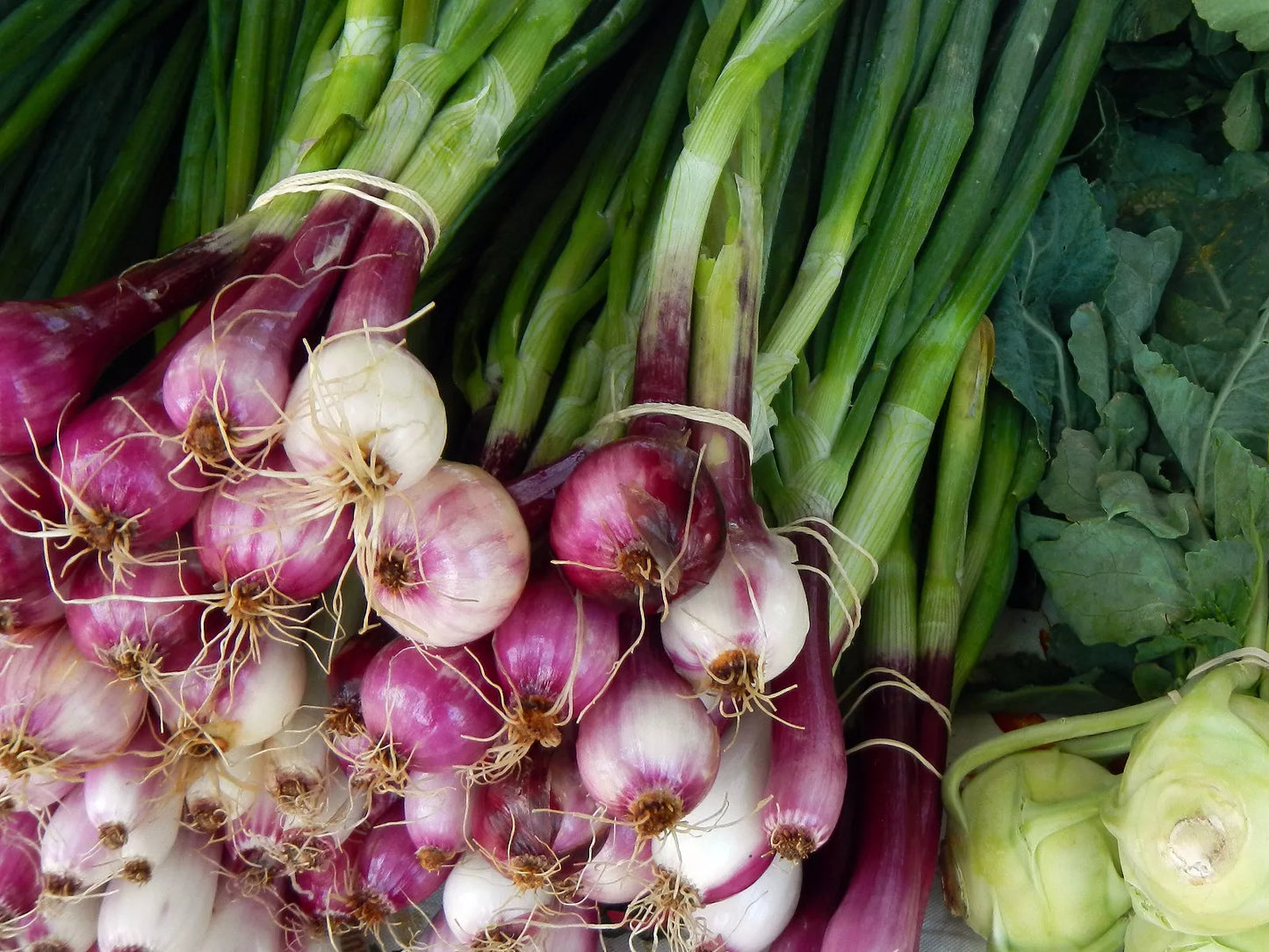 100 Scarlet Bandit Bunching Onion Red Allium Cepa Vegetable Seeds | www.seedsplantworld.com