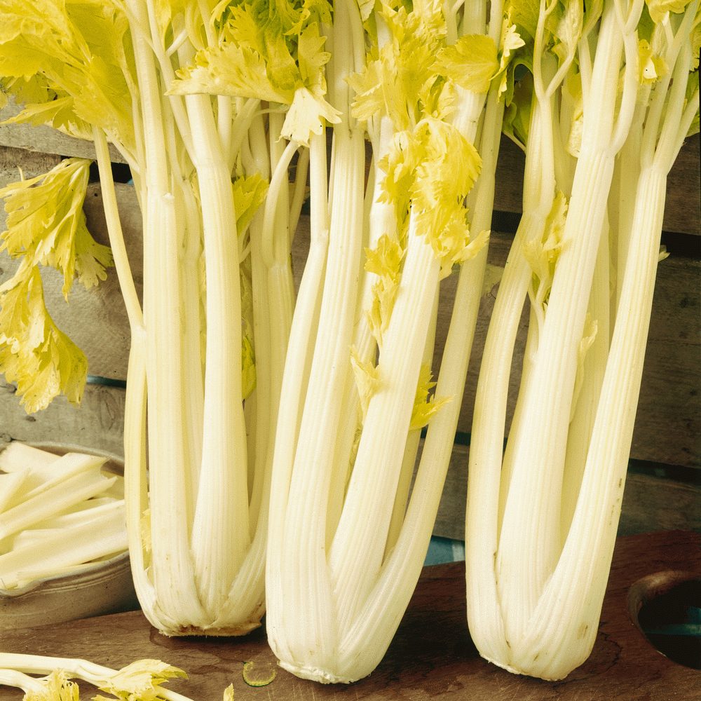 500+ Golden Pascal Celery Stringless Garden NON-GMO Vegetable Seeds | www.seedsplantworld.com