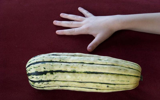 35 Squash Delicata Sweet Potato Squash Vegetable Seeds | www.seedsplantworld.com