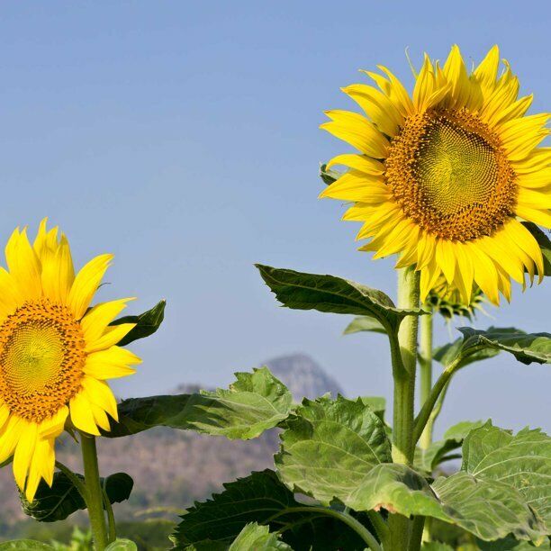 25 Ct Mammoth Grey Stripe Sunflower Heirloom Annual Flower Seeds | www.seedsplantworld.com