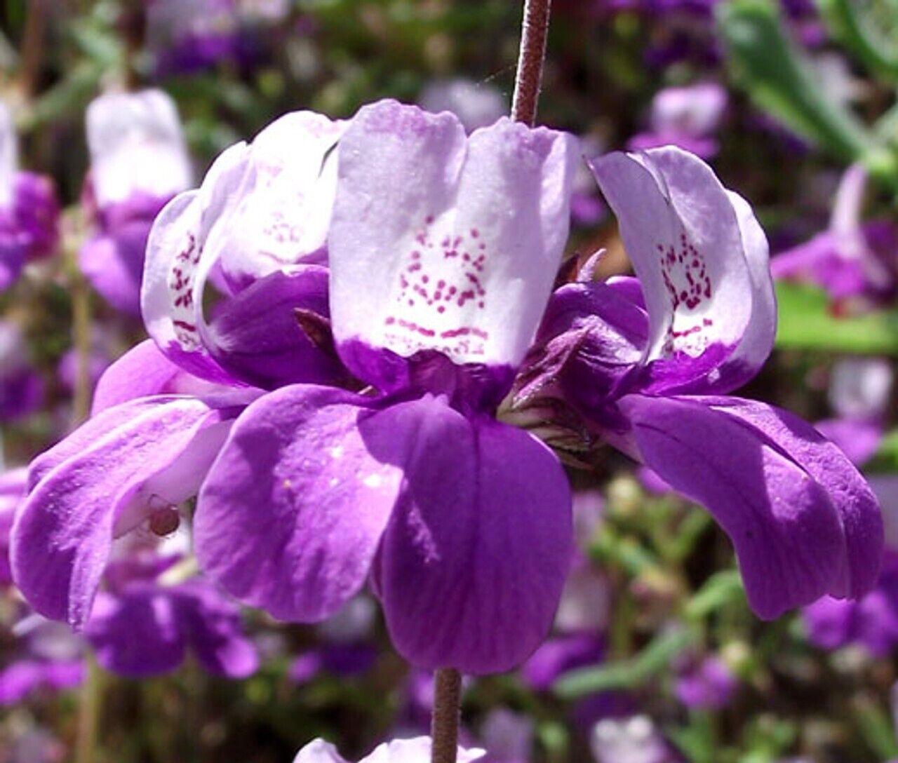 500+ Collinsia Chines Houses Purple White Annual Wildflower Flower Seeds | www.seedsplantworld.com