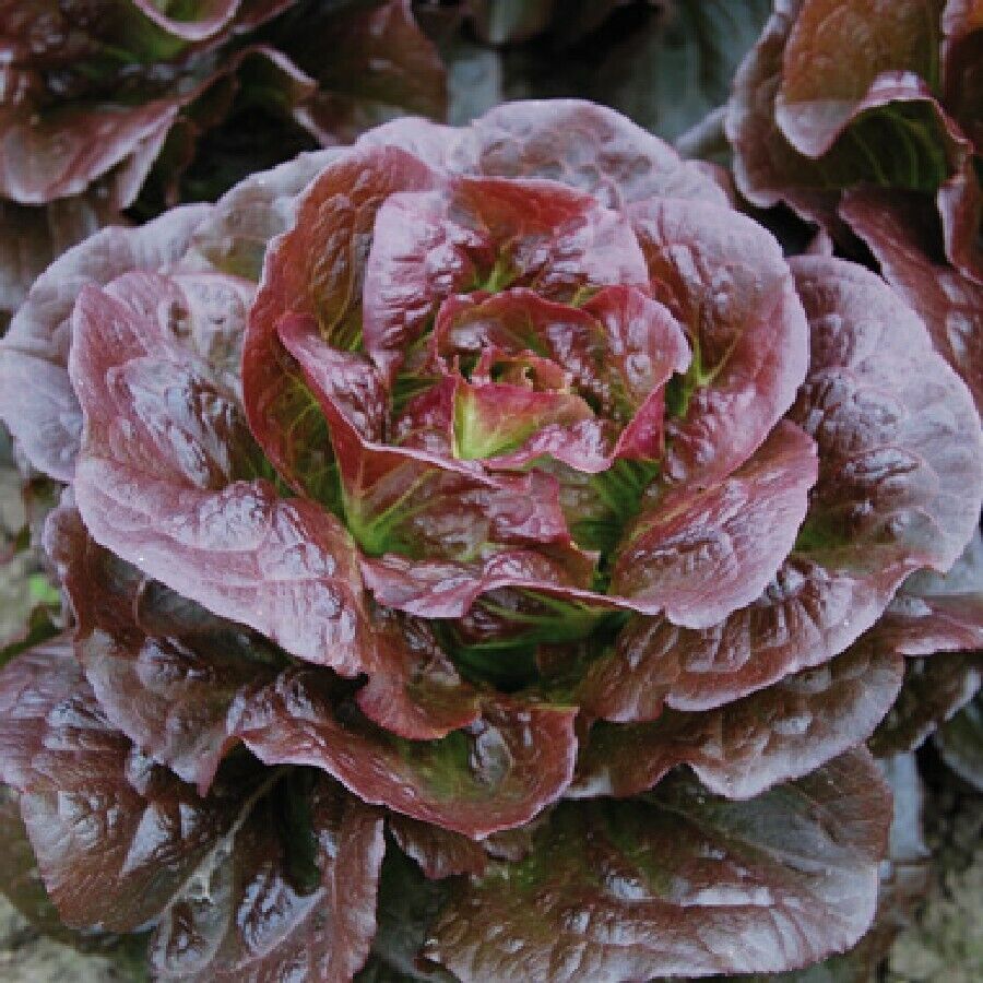 600+ Romaine Cimarron Lettuce Red Garden Heirloom Vegetable Seeds | www.seedsplantworld.com