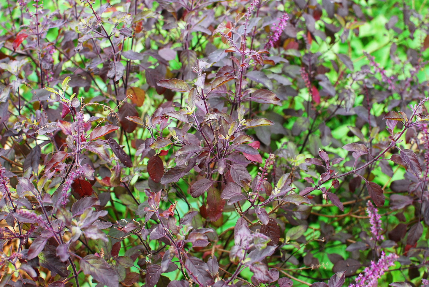 200 Purple Krishna Tulsi Holy Basil Ocimum Sanctum Tenuiflorum Herb Flower Seeds | www.seedsplantworld.com