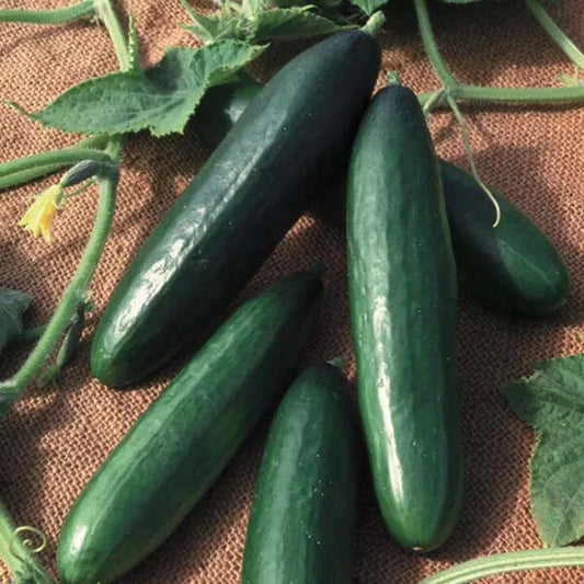 20 Diva Cucumber Seeds AAS Winner Non-GMO Vegetable Seeds | www.seedsplantworld.com