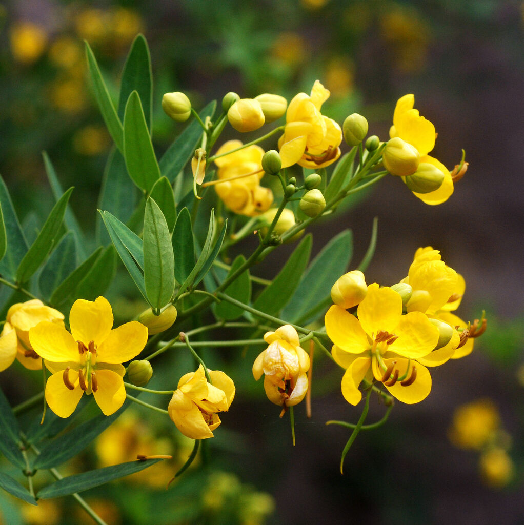 50 Senna Wild Cassia 5' Tall Perennial Yellow Flower Seeds | www.seedsplantworld.com