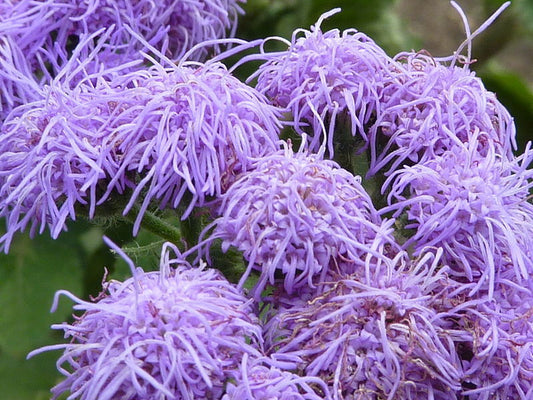 100 Dwarf Blue Mink Ageratum Houstonianum Fuzzy Double West Indies Flower Seeds | www.seedsplantworld.com