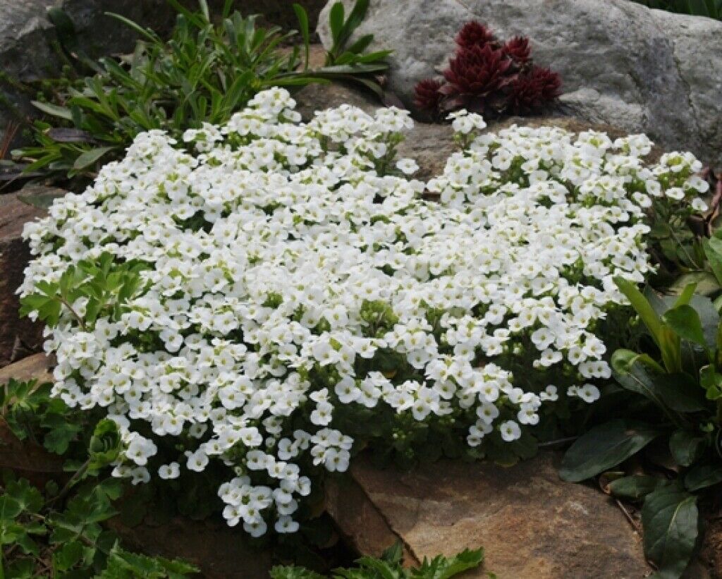 456 Rockcress White Alpine Perennial Flower Seeds | www.seedsplantworld.com