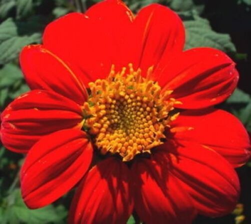 50 Mexican Sunflower Torch Tithonia Rotundifolia Flower Seeds | www.seedsplantworld.com