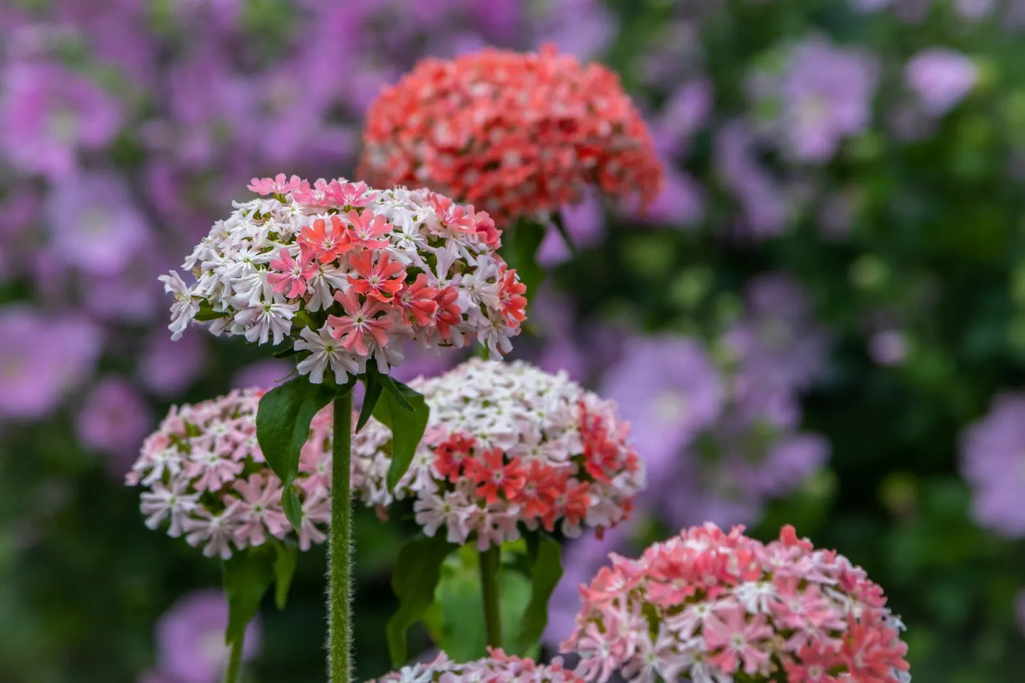 Pink And White Maltice Cross 100 Seeds | www.seedsplantworld.com