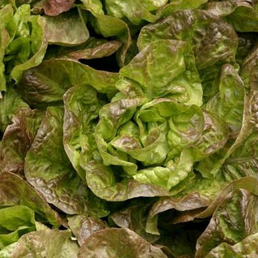 600+ Bronze Mignonette Lettuce NON-GMO Vegetable Seeds | www.seedsplantworld.com