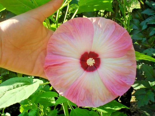 10 Luna Pink Swirl Hardy Hibiscus Moscheutos Flower Seeds | www.seedsplantworld.com