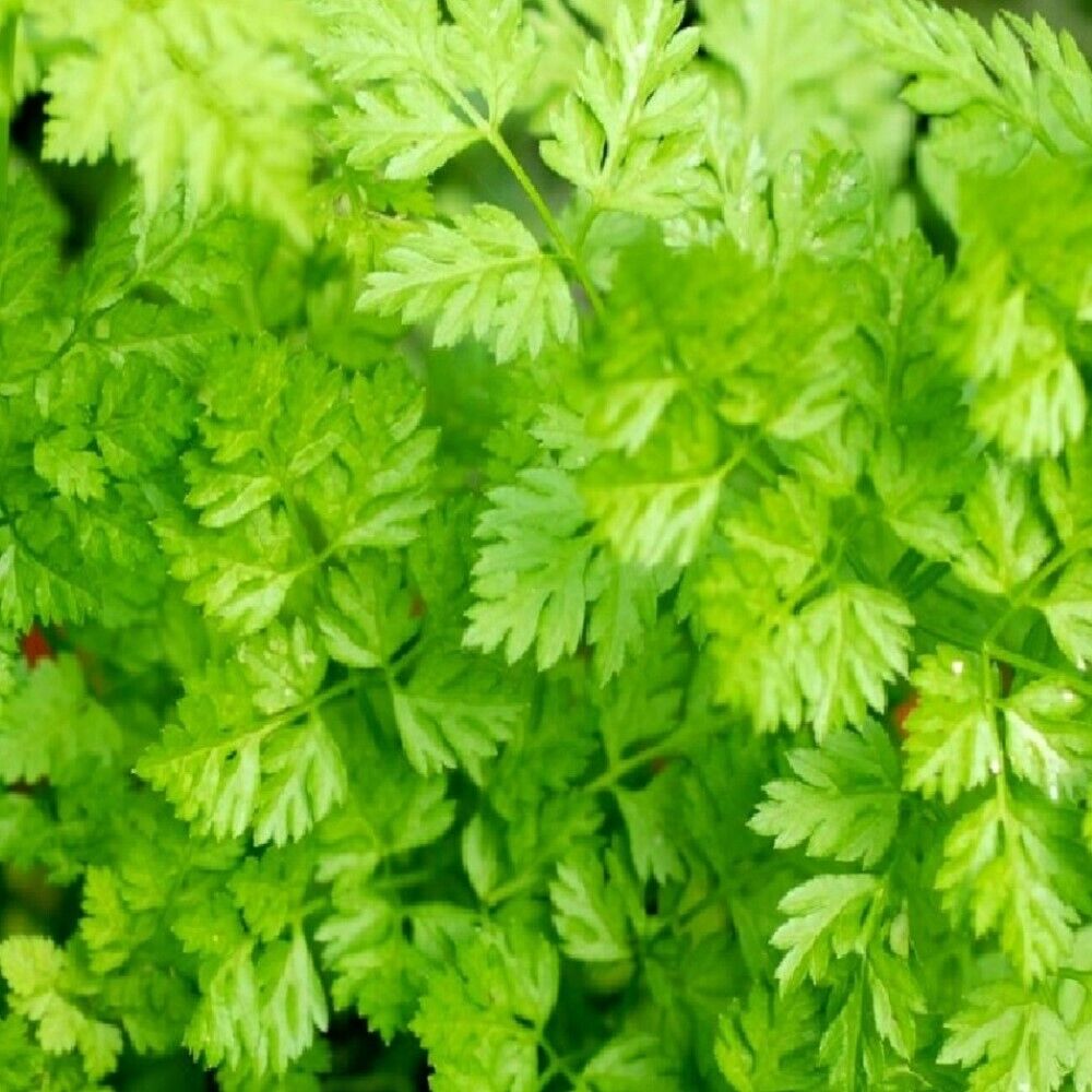 50 Curled Chervil NON-GMO Heirloom Vegetable Seeds | www.seedsplantworld.com