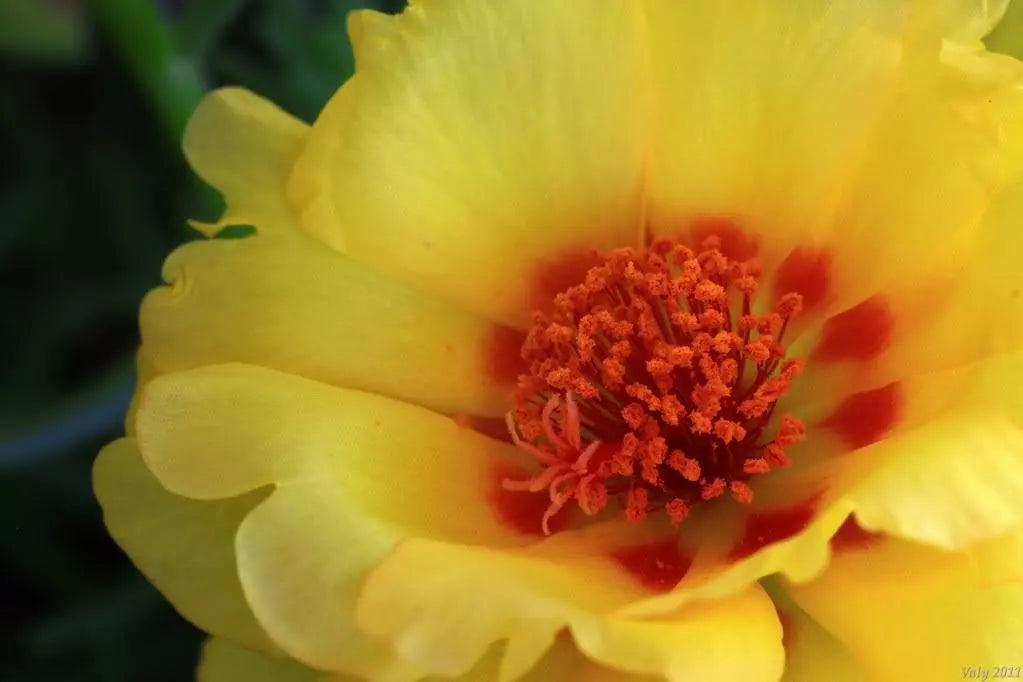 100 Yellow Portulaca Grandiflora / Moss Rose Gold Flower Seeds | www.seedsplantworld.com