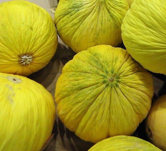 30+ Golden Beauty Casaba Melon Yellow NON-GMO Fruit Seeds | www.seedsplantworld.com