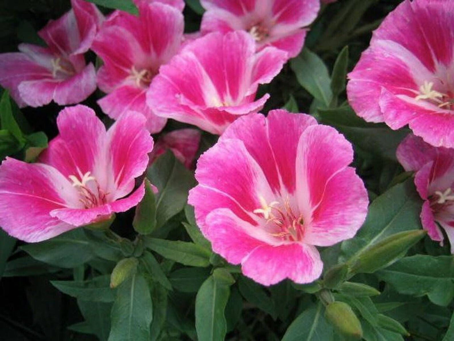 200+ Clarkia Farewell to Spring Godetia Amoena Annual Flower Seeds | www.seedsplantworld.com