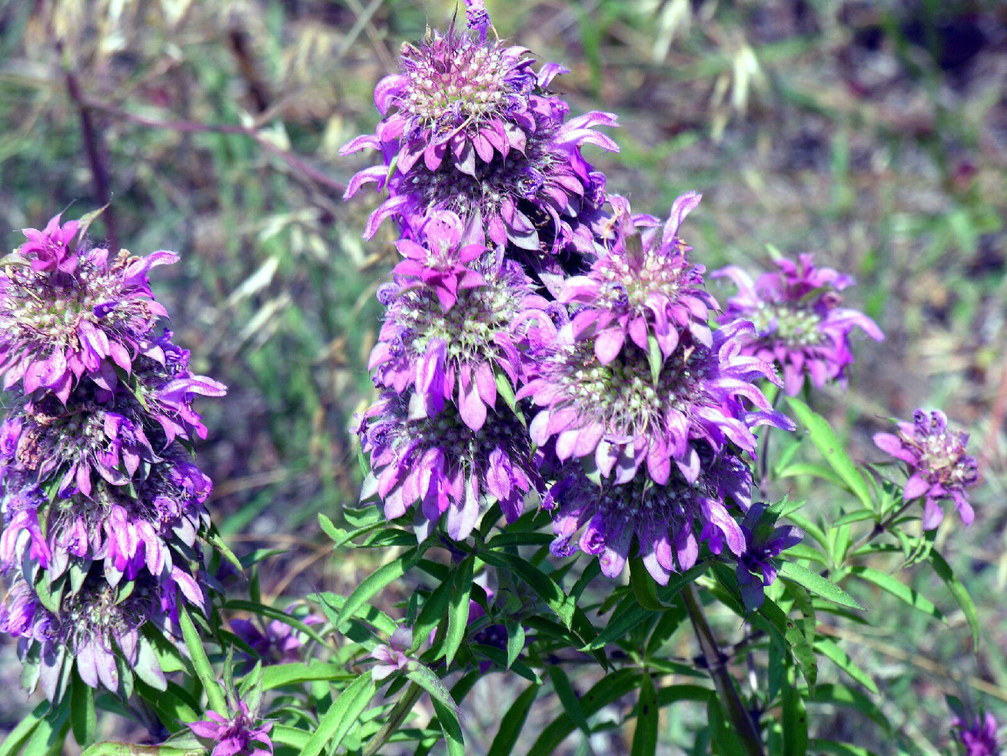 1105 Beebalm Lemon Bee Balm Flower Seeds | www.seedsplantworld.com