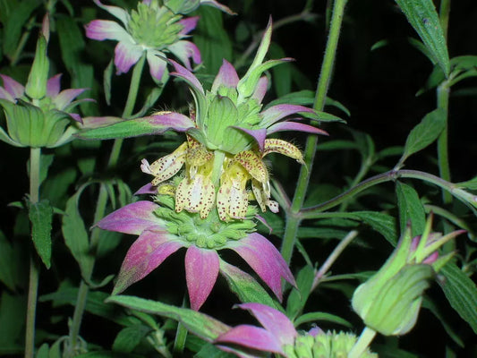 100 Spotted Bee Balm Monarda Punctata Flower Herb Horesemint Dotted Mint Seeds | www.seedsplantworld.com