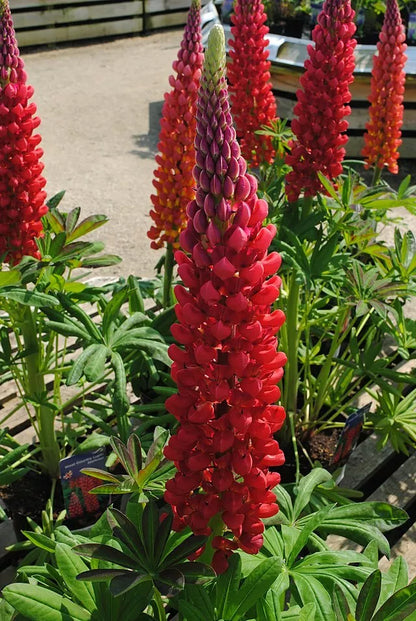 Tall Red Russell Lupine 50 Seeds | www.seedsplantworld.com