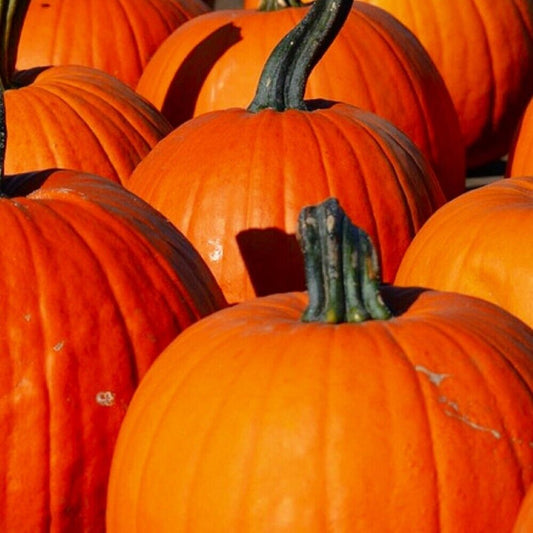 80 Connecticut Field Pumpkin NON-GMO Heirloom Fruit Seeds | www.seedsplantworld.com