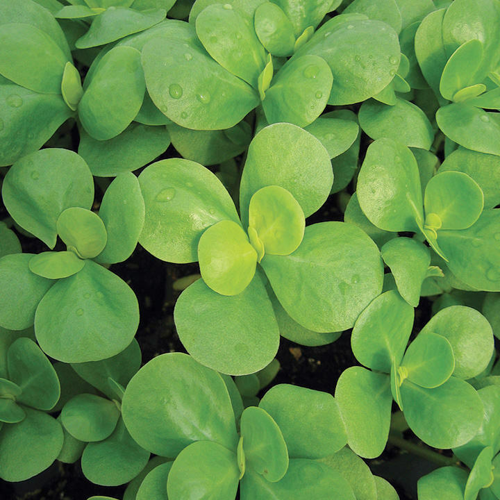 500+ Green Purslane Portulaca Olerace Sativa Edible Duckweed Herb Seeds | www.seedsplantworld.com