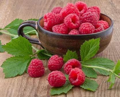 2 Boyne Live Red Raspberry Plants (1-2 Yr Old) Fruit Tree