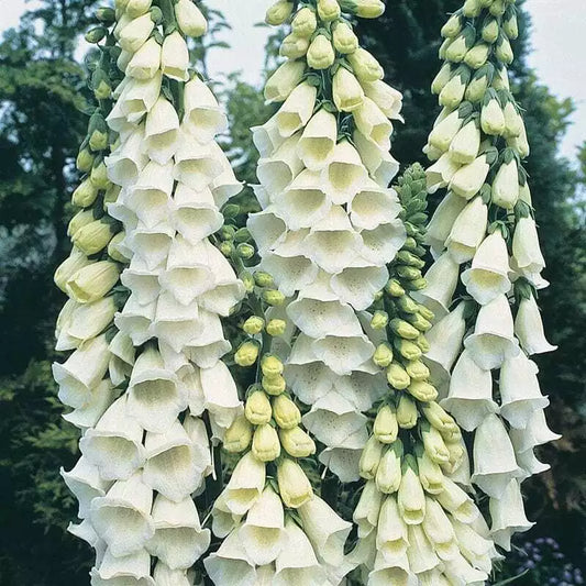 100 Alba Foxglove Seeds Non-GMO Flower Seeds | www.seedsplantworld.com