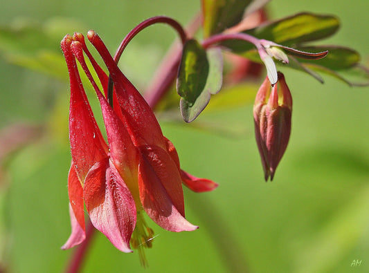 100 Columbine Wild Red Canadian Perennial Flower Seeds | www.seedsplantworld.com