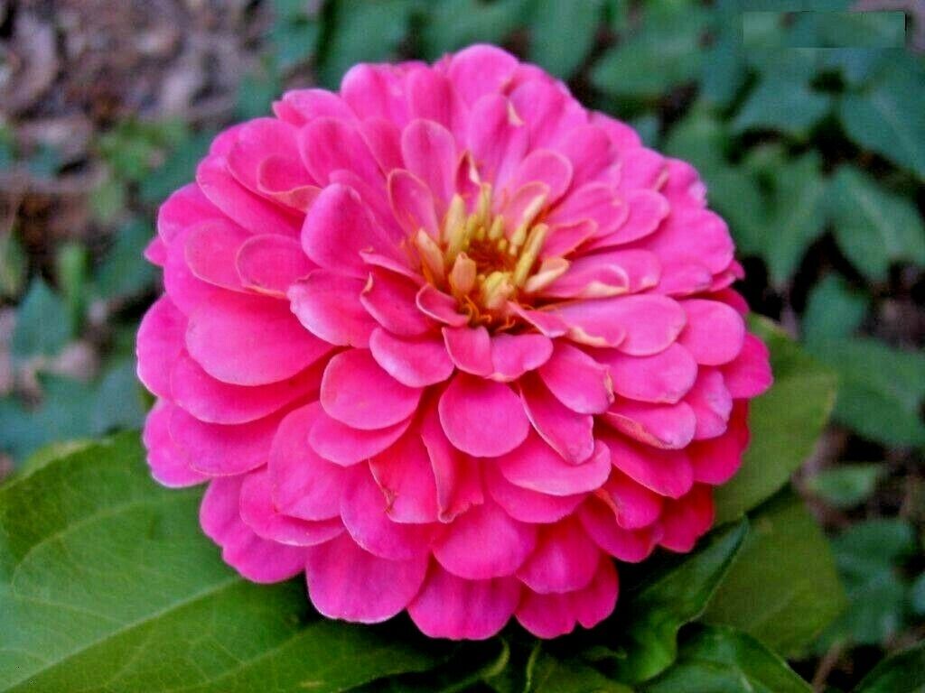 301 Pink Zinnia Flower Seeds