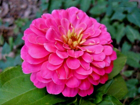 301 Pink Zinnia Flower Seeds