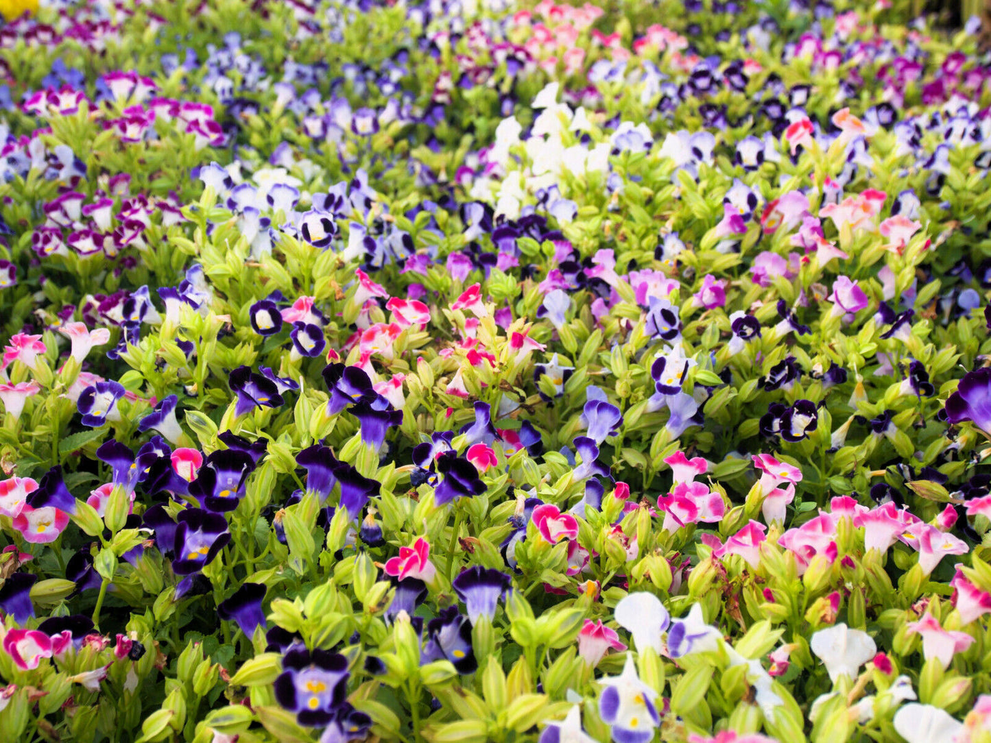 10 Kauai Mix Torenia Fournieri Sun Or Shade Wishbone Flower Seeds | www.seedsplantworld.com