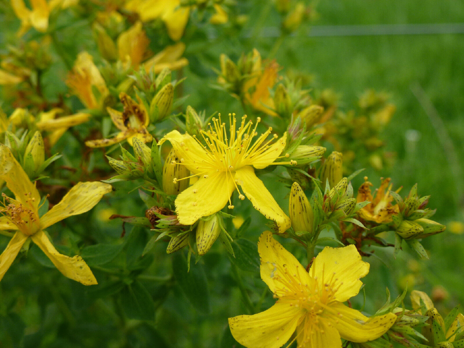 700 Saint John's Wort Great Yellow Flower Seeds | www.seedsplantworld.com