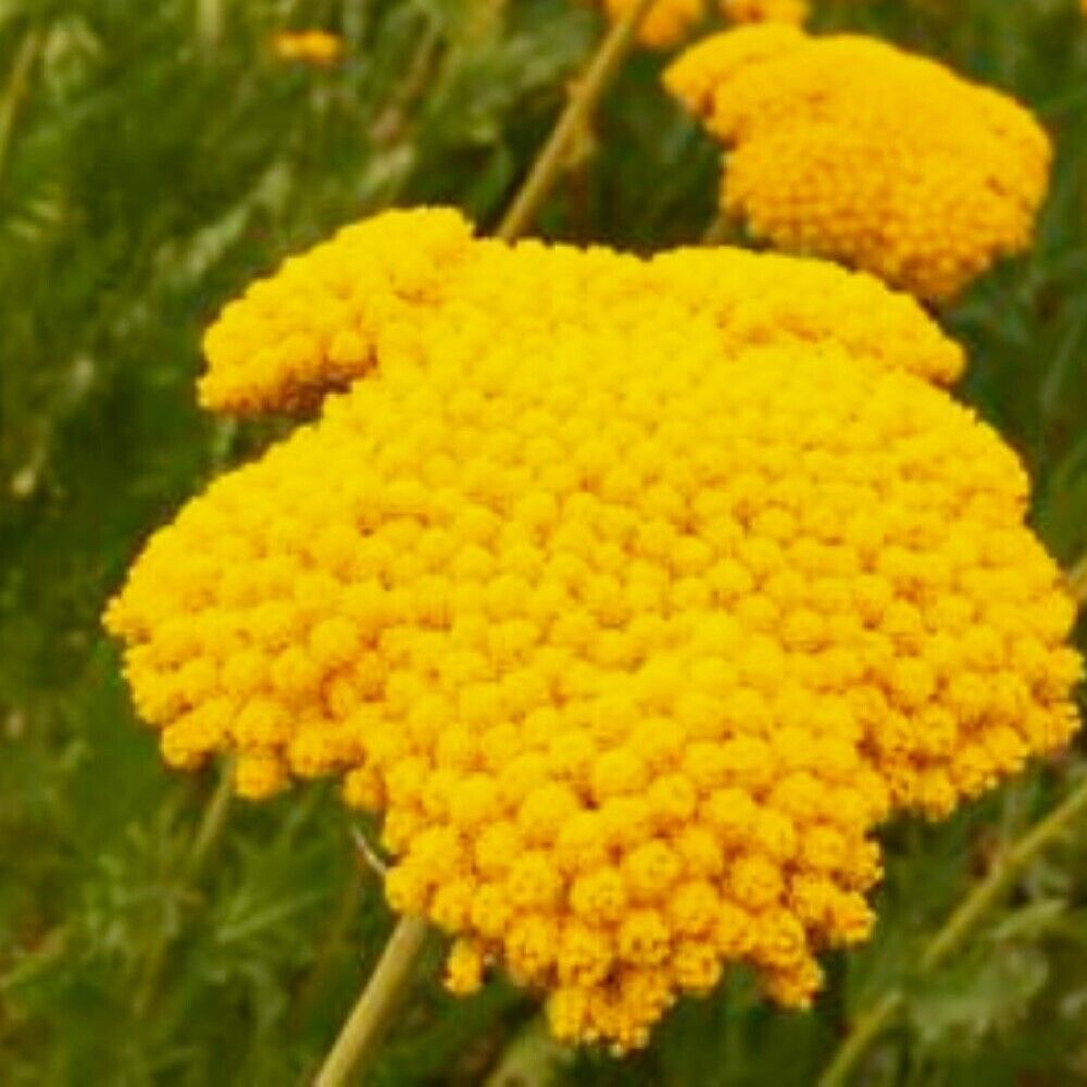 300 Golden Yarrow NON-GMO Heirloom Herb Seeds | www.seedsplantworld.com