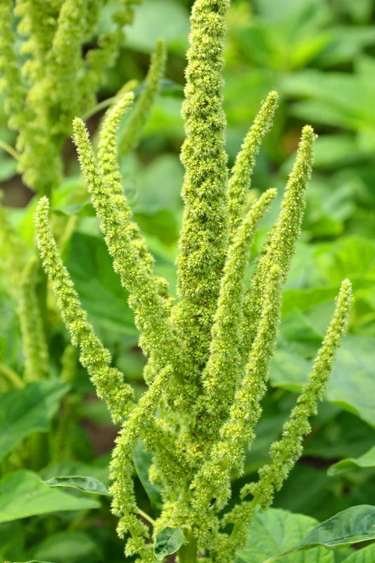 200 Green Thumb Amaranthus Hypochondriacus Flower Seeds | www.seedsplantworld.com