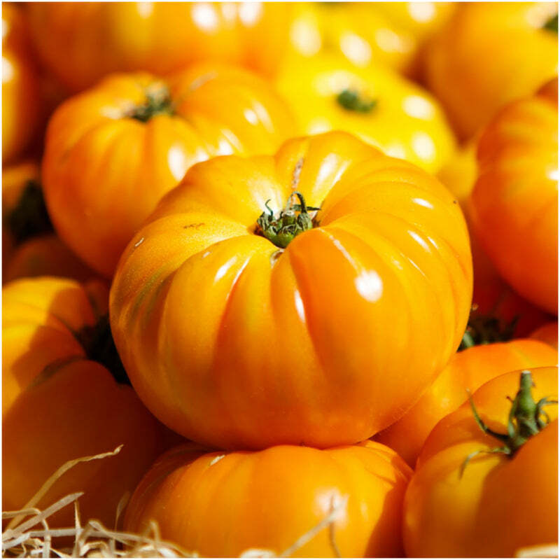 100 Ct Yellow Brandywine Tomato Heirloom NON-GMO Vegetable Seeds | www.seedsplantworld.com