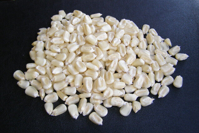 75 Corn Popcorn White Pop Corn Vegetable Seeds | www.seedsplantworld.com